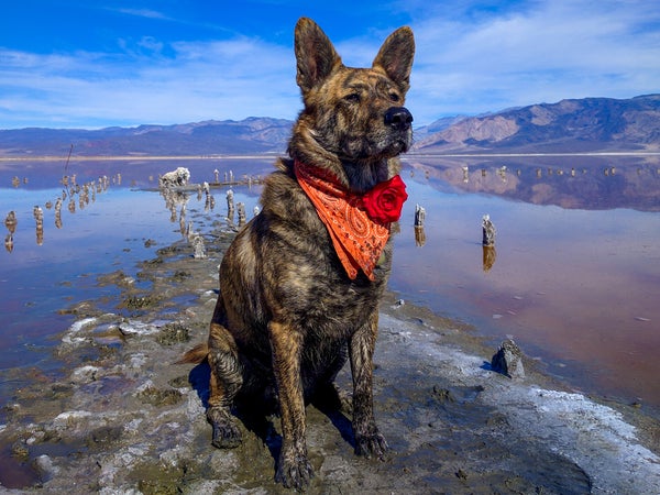 A dog sitting on a rock in Death Valley National Park (yes, he is off-leash)