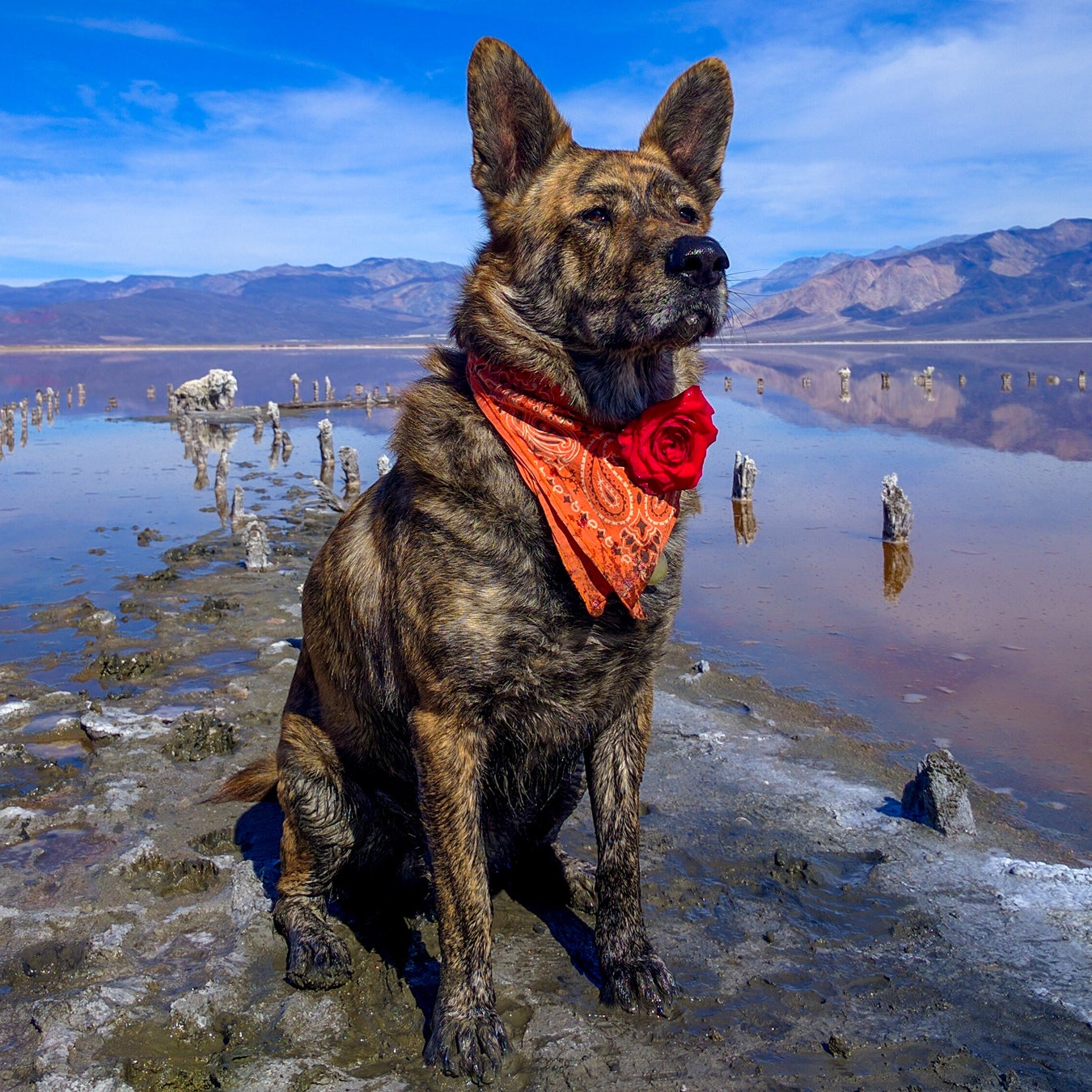 Canine store off leash