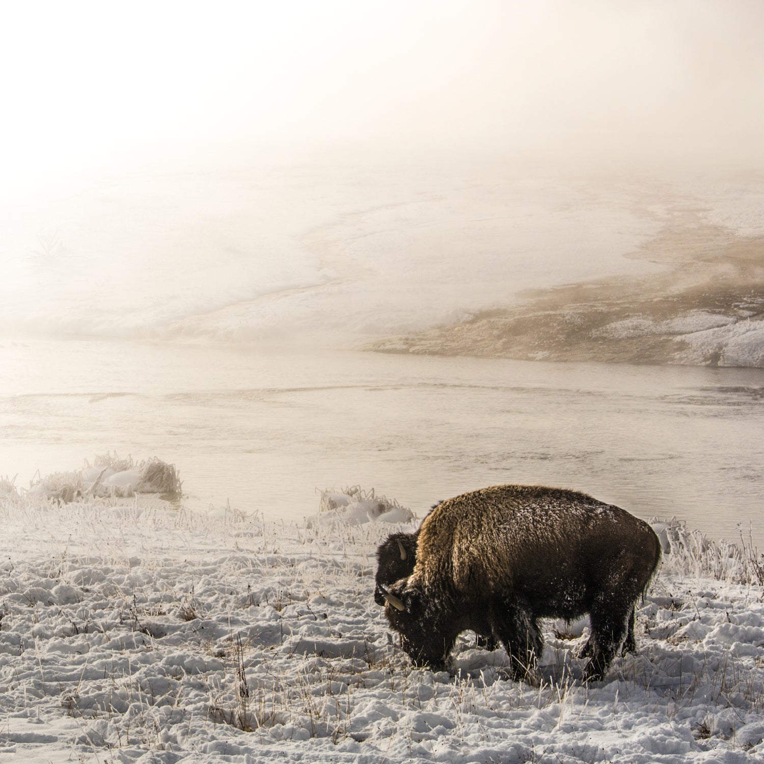 he cull has happened periodically since 1908, but this year’s number is the highest since 2008, when 1,726 bison were removed from the park.