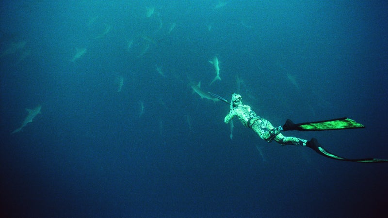 Tagging hammerhead sharks off Japan's Mikomoto Island.