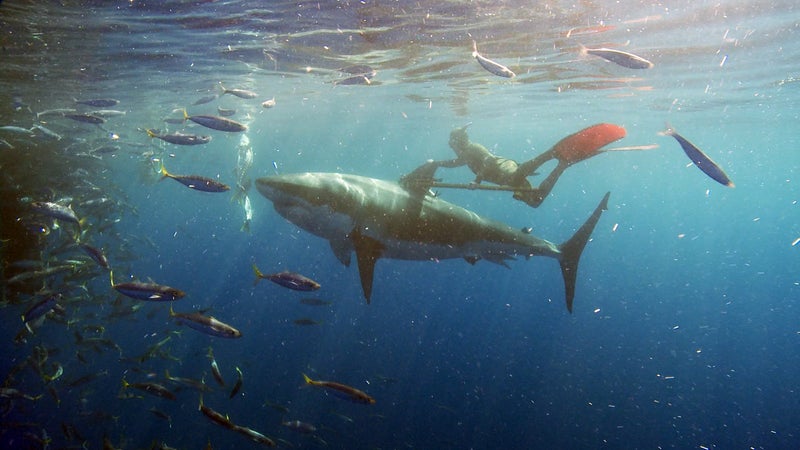 Hitching a ride on a great white near Mexico's Guadalupe Island in 2011.