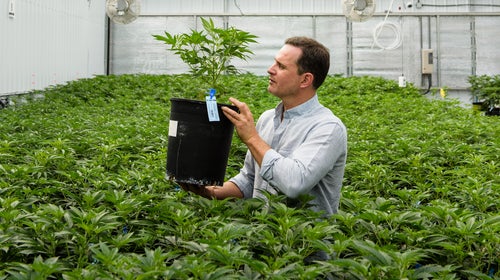 Jordan Lewis at High Valley Farms, in nearby Basalt, where he grows Silverpeak's supply.