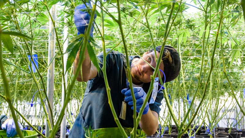 An employee trims the plants to keep the canopy high, allowing for good airflow.