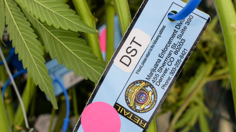 Every plant gets a tagged when it reaches eight inches tall, to be tracked by the Marijuana Enforcement Division of the Department of Revenue.