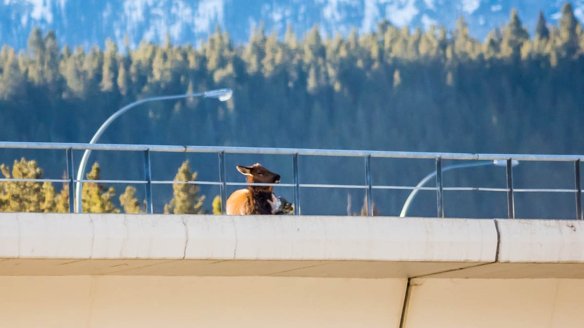 See This Wolf Pack Take Down an Elk on a Highway Overpass - Outside Online