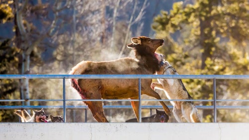 “During the struggle, the elk was pulled down twice and recovered her legs before being taken down for good by the alpha in a twisting move of immense power,” Martin says.