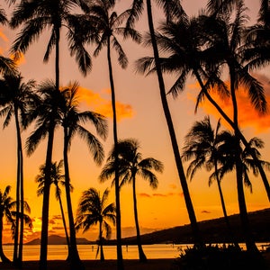A fungus spreading across Hawaii is wiping out the native population of ohia trees.