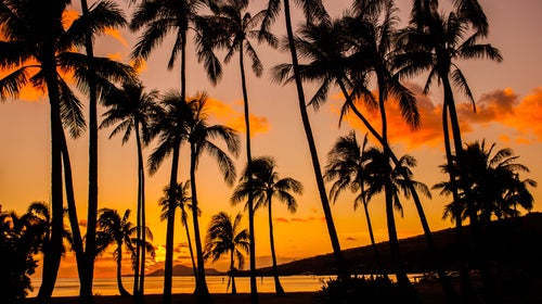 A fungus spreading across Hawaii is wiping out the native population of ohia trees.