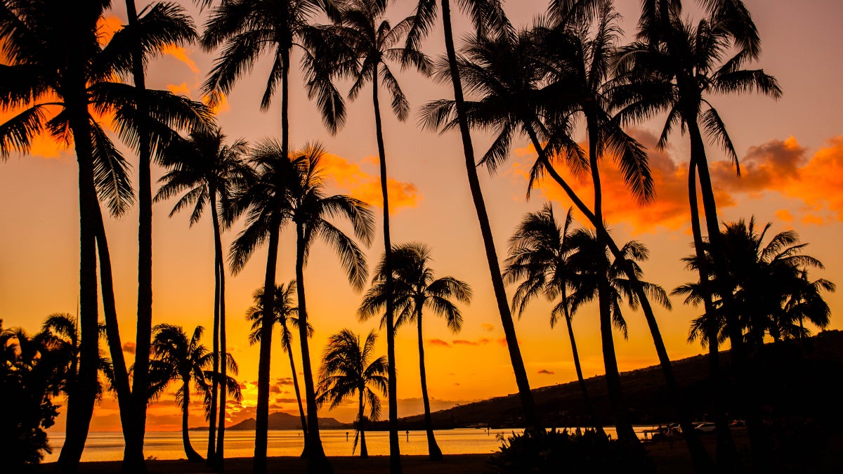 What's Killing Hawaii's Trees?