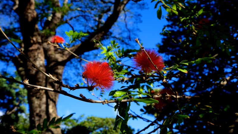 An ohia flower on Hawaii.