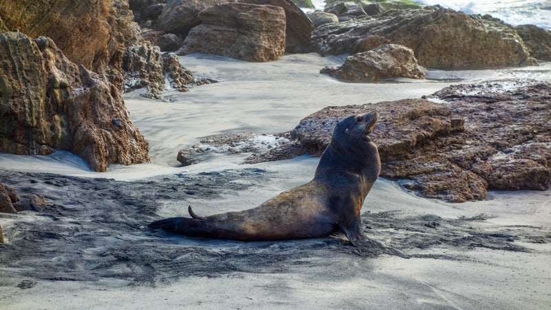 Sea lions are a common sight on Baja's beaches.