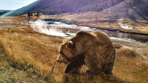 Yellowstone's grizzly bears may soon lose their protected status.