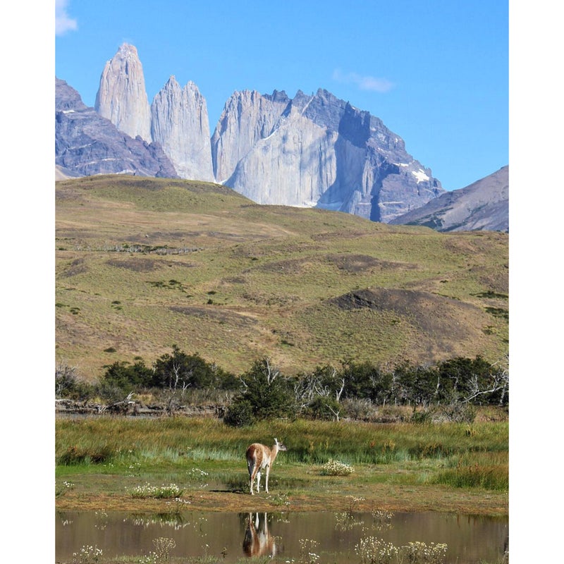@explorin_oren: No photo can truly capture everything there is in Torres Del Paine National Park, but this photo was the closest I got. Anyone who likes hiking and the outdoors needs to visit this area. From the stunning rock formations to the rolling hills to the wildlife, there really is nothing that beats Patagonia. The landscape (and weather) changes every hour as you walk through the park, and the trek is worth every last minute. I promise, you won't want to leave.