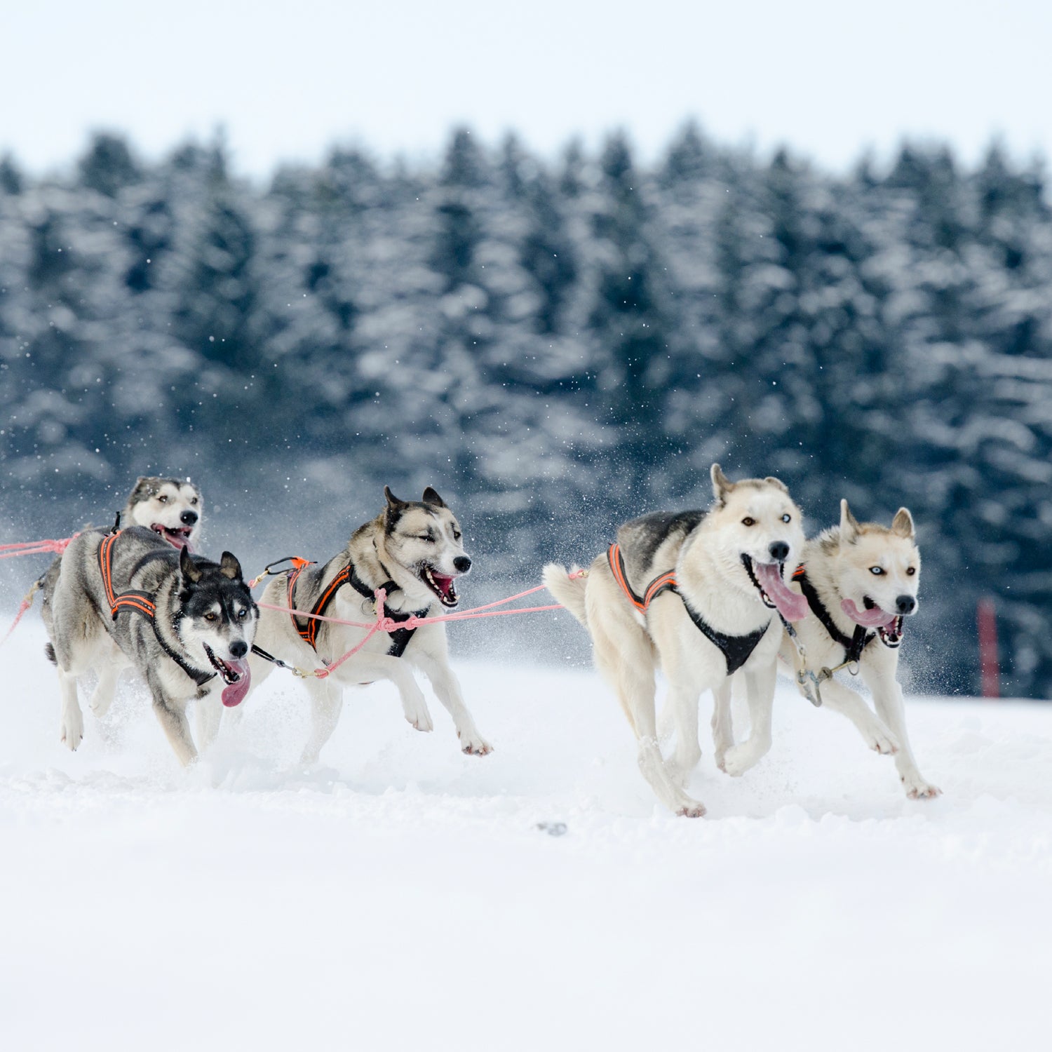 Husky sled sale racing