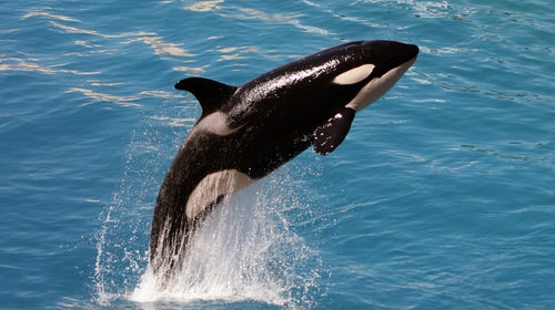 Seaworld agreed to end captive breeding of orcas in addition to phasing out theatrical shows.