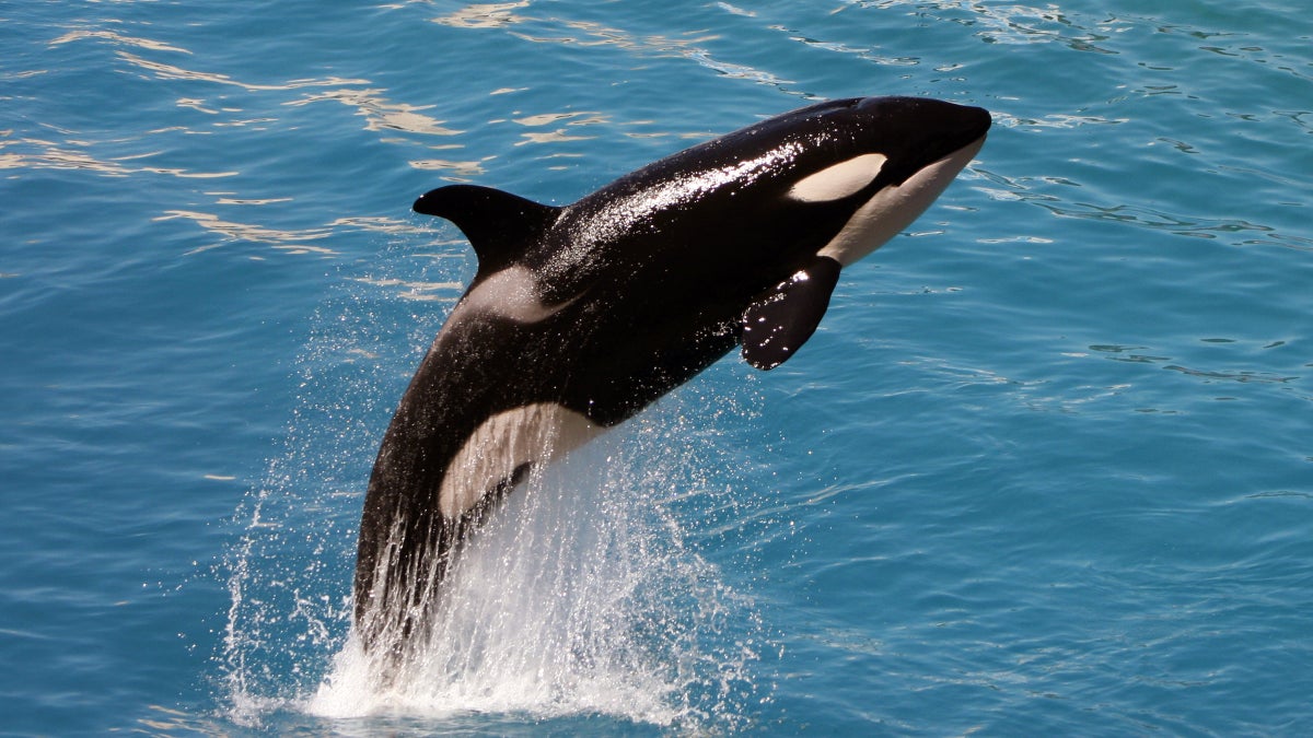 Seaworld to End Killer Whale Shows