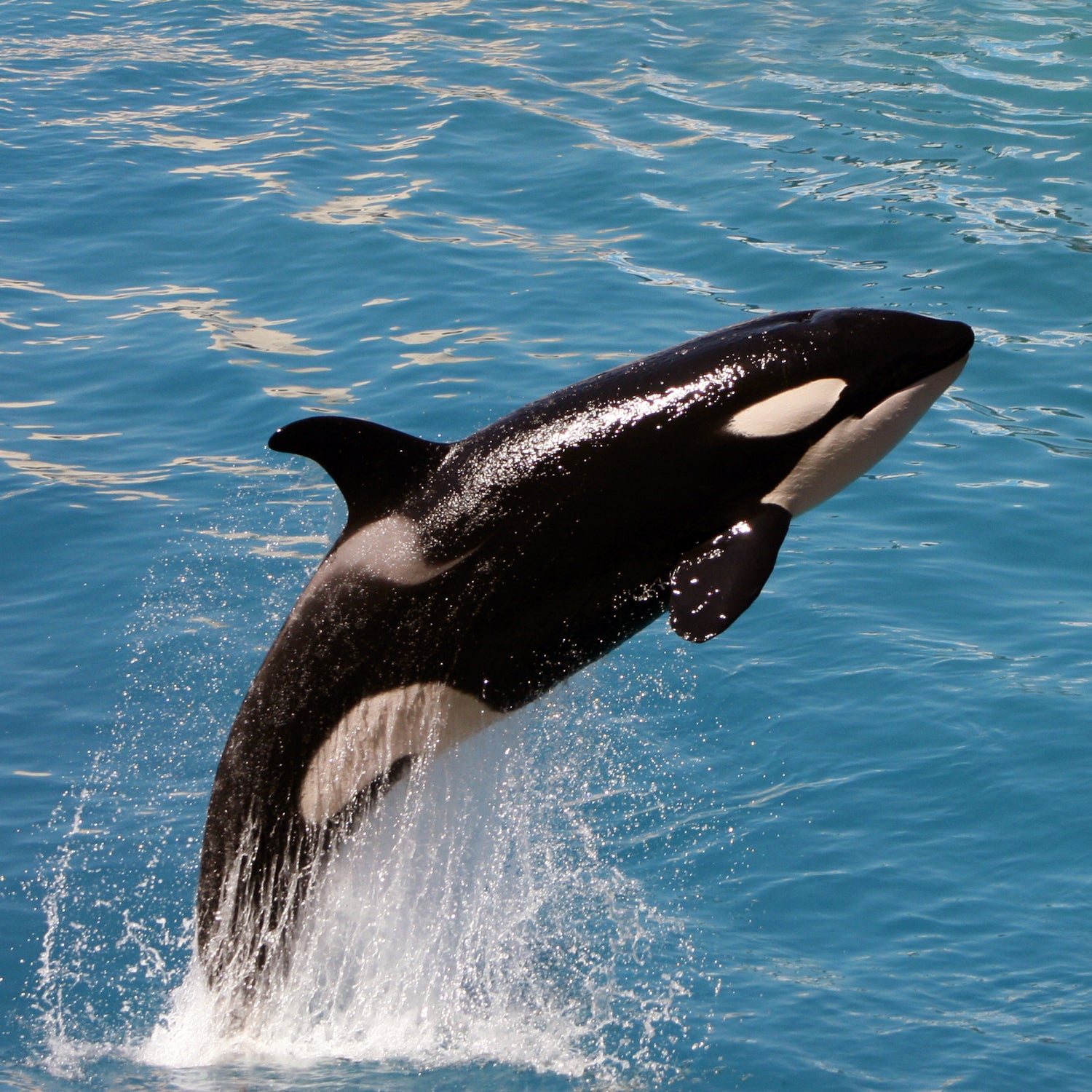 seaworld-captivity-breeding_s.jpg