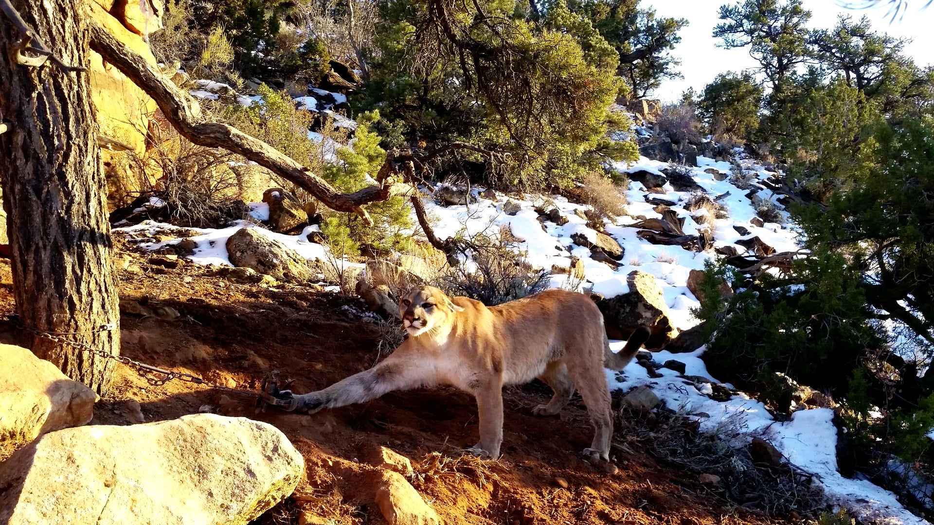 Releasing A Trapped Cougar Is Scary Work - Outside Online