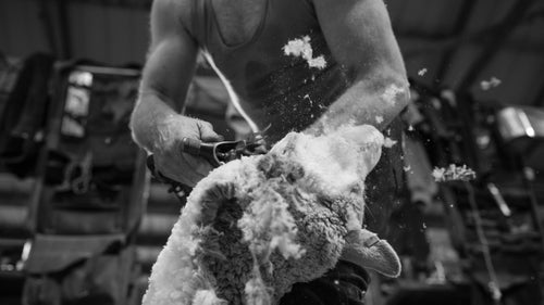 Veteran shearer Mike Schultz quickly removes a fleece. The five-man team of shearers made it through 650 sheep in one day.