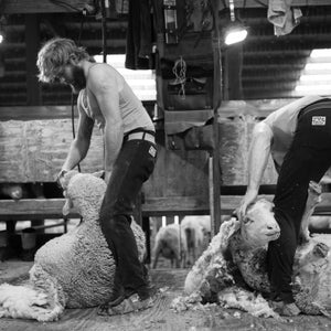 Father and son shearing duo Chris and Mike Schultz (from left) work quickly through a pair of sheep on the Helle Rambouillet Ranch near Dillon, Montana on March 9, 2016.  Photo by David Stubbs