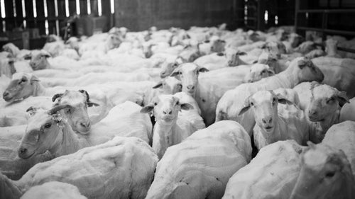Freshly sheared sheep wait to be turned out to pasture on the Helle Rambouillet Ranch near Dillon, Montana.