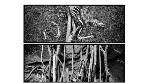 Above: A predator-killed deer carcass slowly returns to the earth. Below: Walking sticks are returned to the head of the Narrows trail for other hikers to use.
