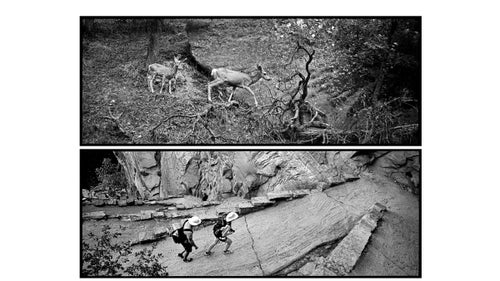 Above: A fawn follows its mother along a hillside in Zion canyon. Below: A pair of hikers follow the paved, steep series of 21 switchbacks knows as Walter's Wiggles, which Zion's first superintendent Walter Ruesh designed to allow visitors and livestock access to the top of the canyon.