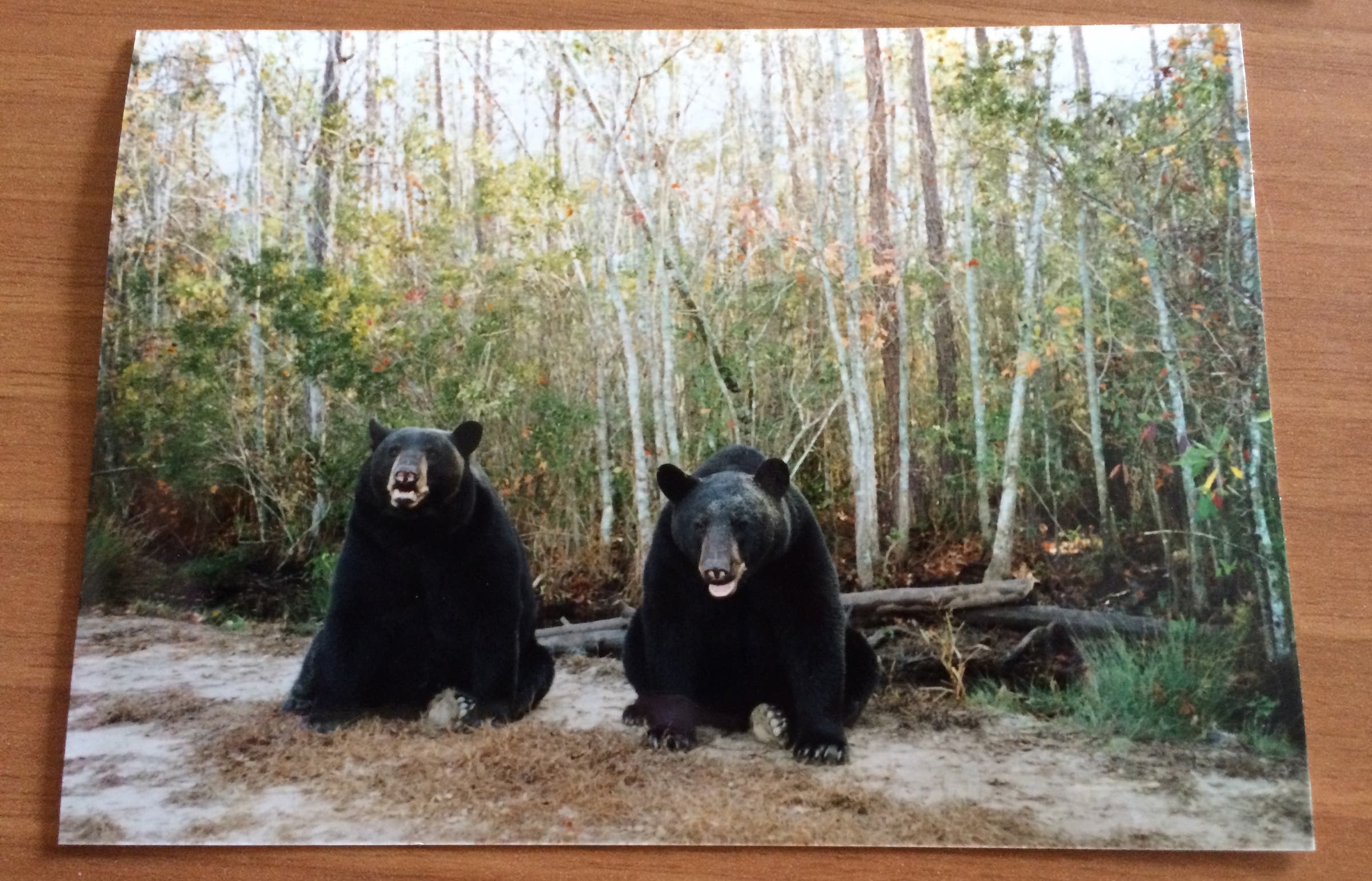 Harry Scary and Irish, two of Grayson's bears.