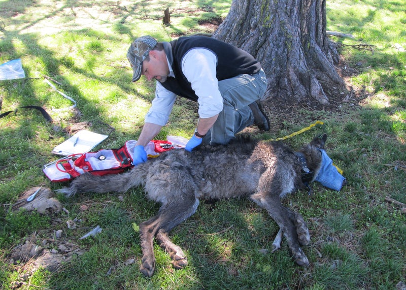 Tagging and collaring is not easy on wild animals. They're tranq'd from the air, manhandled by researchers, then left in confusion. Still, it leads to valuable data, and the ability to track the animals through the wild.