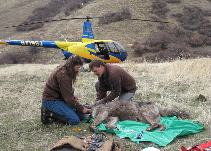 OR4 was last captured and collared in March, of this year.