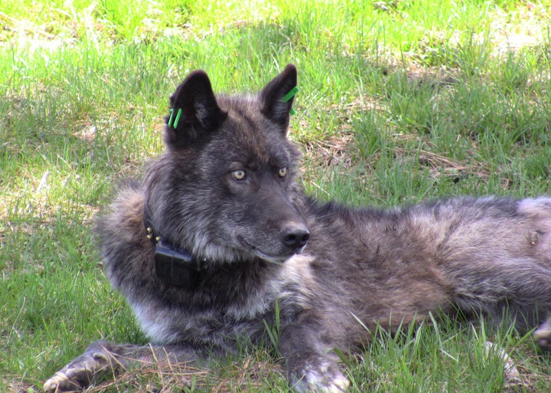 OR4 during the 2011 capture. At his peak, he weighed 115 Lbs.