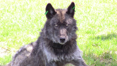 A heavily sedated OR4, shortly after being fitted with a new tracking collar and ear tags in 2011.