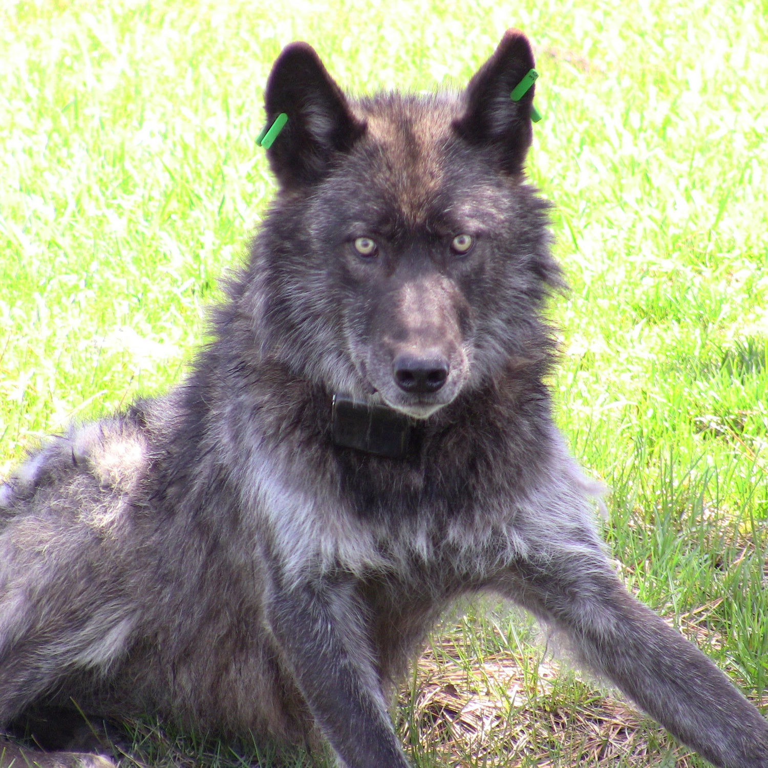 The Imnaha wolf pack’s alpha male after being refitted with a working GPS collar on May 19, 2011. Photo courtesy of ODFW. More information. Download high resolution image.