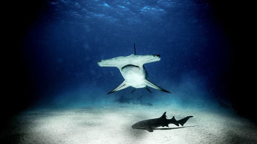 Great hammerhead, Bimini Island, February 2015.