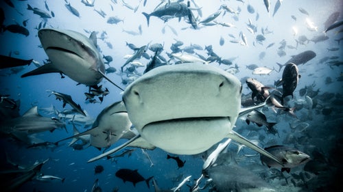 This month, Exposure celebrates the release of Sharks: Face-to-Face with the Ocean’s Endangered Predator, a 334-page project by longtime Outside contributor Michael Muller (@michaelmuller7). The book is the culmination of more than a decade photographing sharks in the Bahamas, South Africa, and the Galápagos, among other locations. “I want to change people’s perceptions of these animals, Muller says. “Shooting them in a way no one has before, I thought maybe I can alter how people see them.”
Photo: In February 2012, Muller traveled to Fiji with a set of 1,200-watt strobe lights modified for underwater use. “I bring a full studio down with me,” says the Los Angeles photographer, who started taking pictures of snowboarders when he was 15. At a depth of 80 feet, Muller encountered scores of bull sharks. “Three or four were coming right at me,” he says. “I felt like Neo dodging bullets in The Matrix: swerving to my right, pushing a shark’s nose as it swam by. It was wild.”