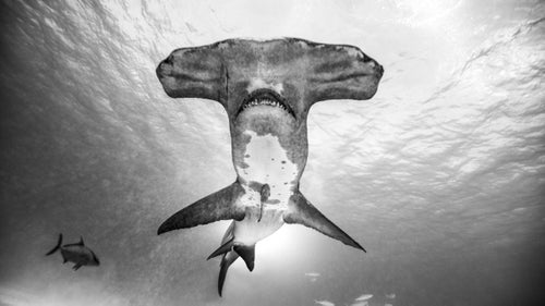 Muller had a narrow window to photograph great hammerheads near Bimini, in the Bahamas, in February of last year. The sharks are often skittish—divers tend to use a rebreather instead of scuba gear, because the bubbles can scare the animals away—but the hammers Muller swam with were unflappable. “There are photos of us grabbing the head of a shark and pushing it away,” he says. “They’re definitely not afraid of people. You really have to manhandle them to get them to back off.”