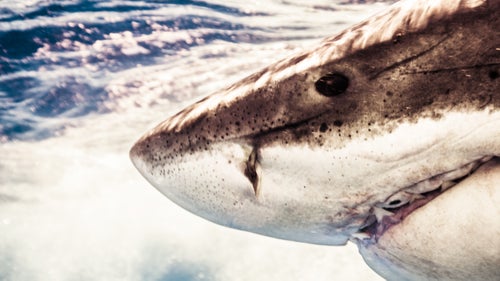 Muller’s conversion experience traces back to 2007, when he dropped into a cage off the coast of Guadalupe Island, 130 miles west of Baja California. Ultraclear waters make it one of the best viewing locations on earth. “After five minutes in the water, a great white appeared out of the darkness,” says Muller. “I’d been programmed to think that swimming by me was a mindless killing machine. Instead I saw a calm, highly intelligent, calculated creature. We locked eyes, and that was it.”