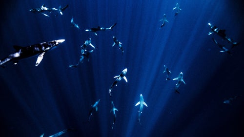 Blue sharks, 40 miles south of Cape Town, January 2014.
“Over the years I’ve had many high-profile actors, athletes, and musicians ask to go diving, but when the time comes to book the ticket, most find a reason they can’t go... but not Ben Stiller. Knowing full well that if I took him down to see great whites first he’d probably never get in the water again, I decided it would be better to start with sevengills, a prehistoric breed of sharks that are typically pretty mellow until you break out a piece of fish. Dropping down we came into a junglelike area where 25 or 30 were circling around. Stiller was in heaven.
“The second day, we went 50 miles out to sea and dropped into a part of the ocean that is 3,000 feet deep to swim with 130 blue sharks and a half dozen makos. There were sharks everywhere! When I handed Ben one of my cameras, he said, ‘Mike, I don’t want to take pictures, I’m fine to just watch.’ Laughing, I explained that the camera was for protection, what we use to bat the sharks away when they get too curious or decide they want to take a taste.”