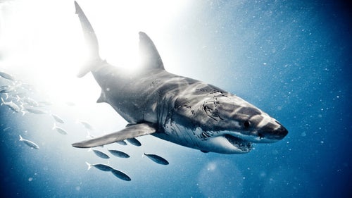 Great white, Guadalupe Island, October 2009.
“Have you ever seen a great white shark exploding out of light? Neither had I, except in my head. One of the most exciting things about creating is having the vision first, and then the journey begins taking that vision, that dream, and making it into a reality. This moment, this image, wouldn’t have been possible without my custom-built 1200-watt waterproof strobe lighting system.”