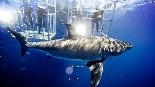 Muller's crew lights a great white from cinema cages, Guadalupe Island, October 2009.