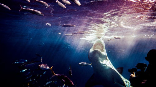 Great white being filmed by Shawn Heinrichs, Guadalupe Island, October 2009.