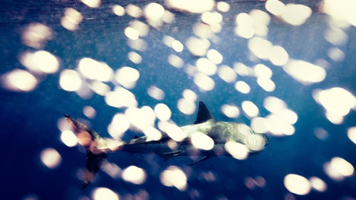 Great whites, Guadalupe Island, October 2009.