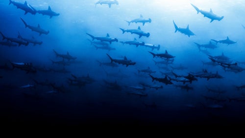 School of scalloped hammerheads, Galápagos Islands, October 2008.