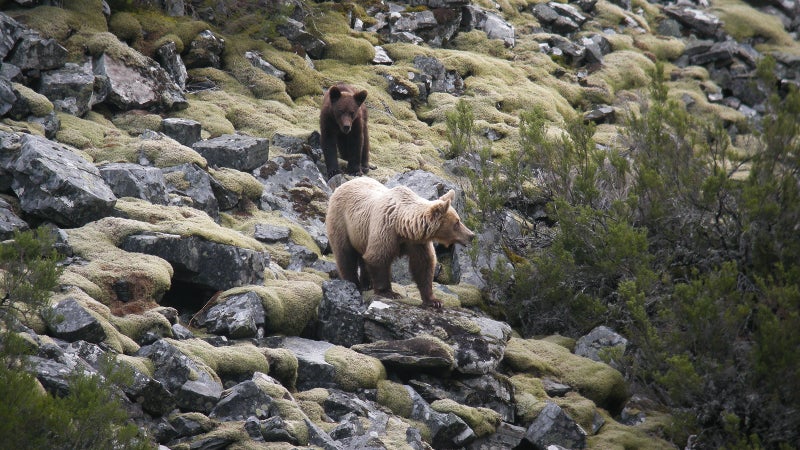 Brown bears (in Spain and elsewhere) can sometimes grow blonde hair.