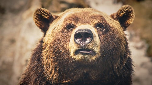 The brown bear (ursos arctos) is the same species, wherever it's found in the world. Local populations grow in a huge variety of sizes due to environmental factors, and are given unique common names as a result. /