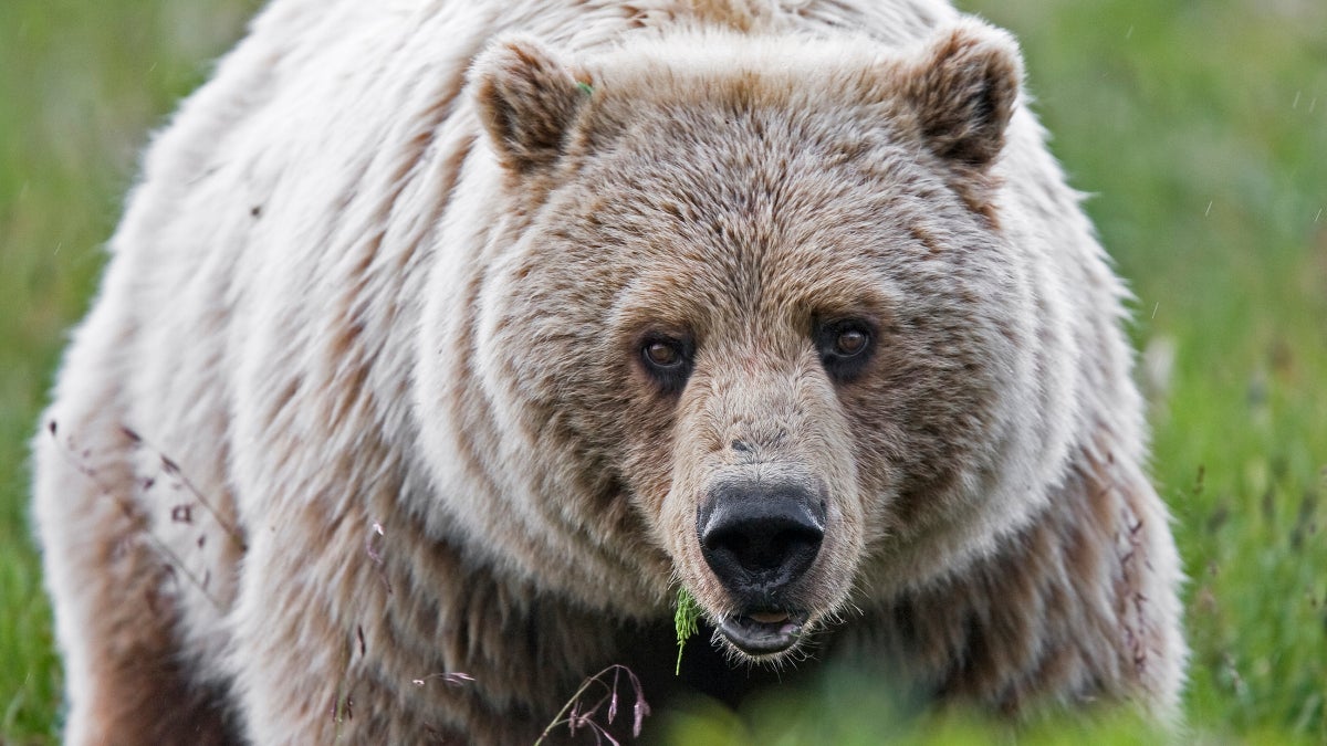 The Argument for Restoring Grizzly Bears to Washington