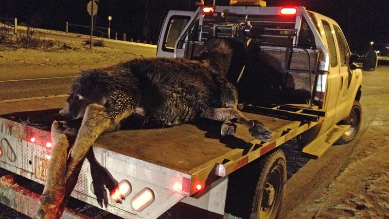 "We've built our roads in moose country, and that's the problem," says Jeff Jeffers.
