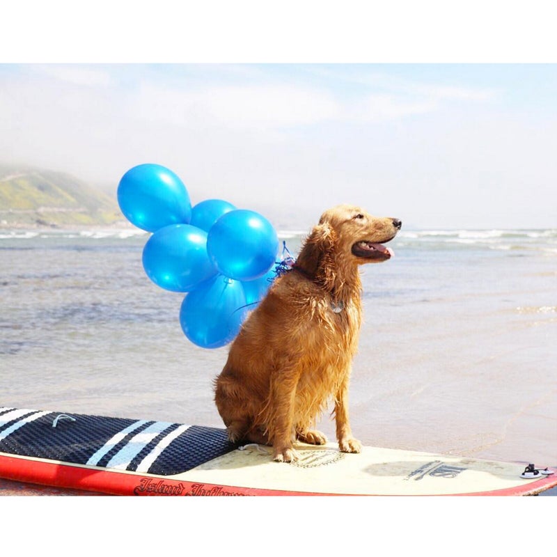 @Mondosurfs: Celebrated this handsome guy's 2nd birthday today. He caught a couple sloppy waves, and chased birds.