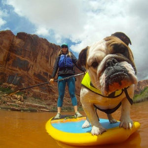 The only thing we love more than our own dogs? Seeing all of our readers’ prized adventure companions. So all summer, we’ll be featuring a running gallery of our favorite pups. Use #OutsideDogs2016, we'll pick the best shots, and continue adding them to this collection. Here, a few hand-picked, photogenic creatures to get the ball rolling.  Photo: @backcountry_bulldog: Toes on the nose.