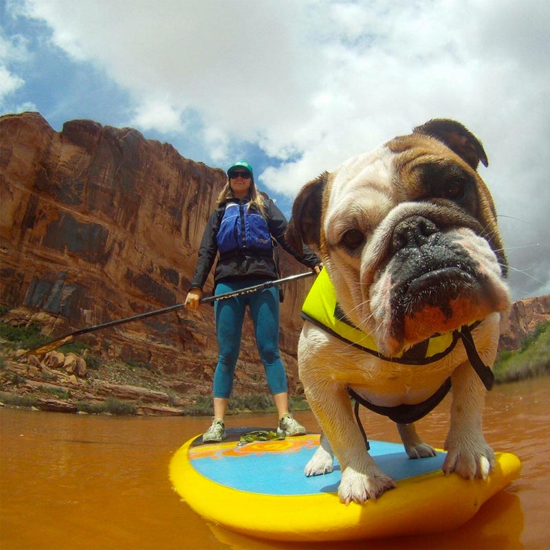 The only thing we love more than our own dogs? Seeing all of our readers’ prized adventure companions. So all summer, we’ll be featuring a running gallery of our favorite pups. Use #ϳԹDogs2016, we'll pick the best shots, and continue adding them to this collection. Here, a few hand-picked, photogenic creatures to get the ball rolling.  Photo: @backcountry_bulldog: Toes on the nose.